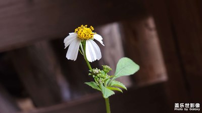 花花草草