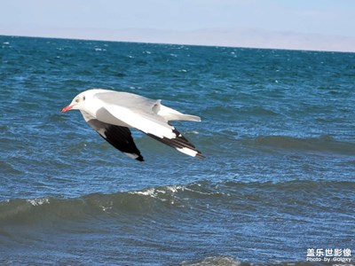 冬日青海湖