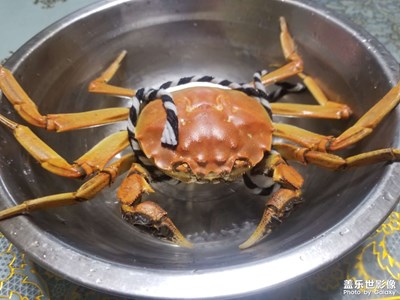 【过大年】——大螃蟹