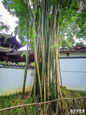 【时光静好】+合抱之木