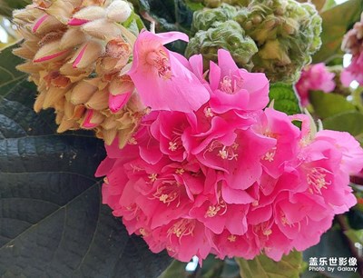 【静美时分】非洲芙蓉花