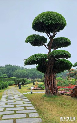 【静美时分】园林美