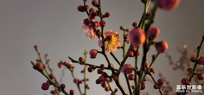 日常精拍（夜雨桃花园）