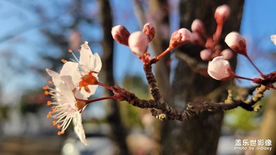 春暖花开