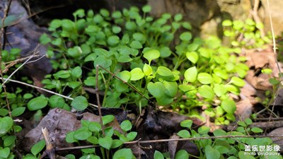 日常随拍之（山洞里的小草）