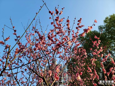【碎片日常】+ 春暖花开