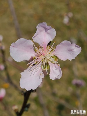 桃花开