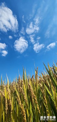太湖生态西山岛随拍