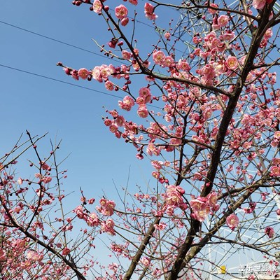 春日微凉，百花争芳