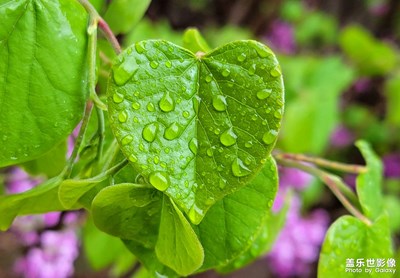 【清浅时光】好雨知时节