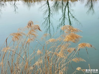 芦苇花