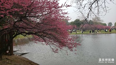 湖南长沙橘子洲看花开