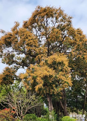 芒果花开