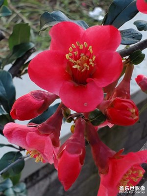 春花烂漫