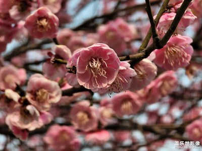 春天里那个百花鲜