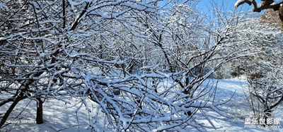 【网红打卡地】+ 公园雪景