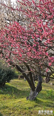 太湖西山林屋花海