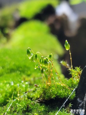 苔藓