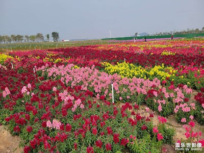 阳春三月花开时