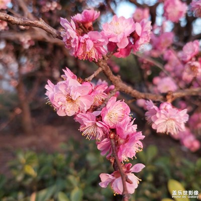 桃花枝