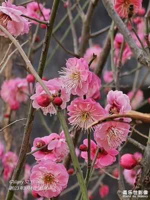 红梅花儿开