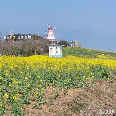 油菜花海迎春记