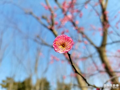 梅花开了