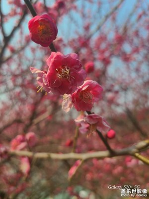 梅花盛开