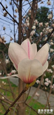 春之玉兰