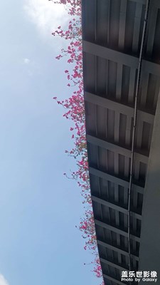 春天的绽放