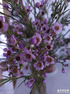 女神节的小花花