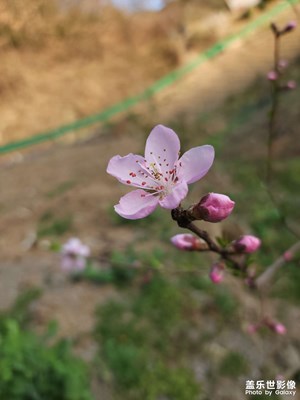 初春桃花