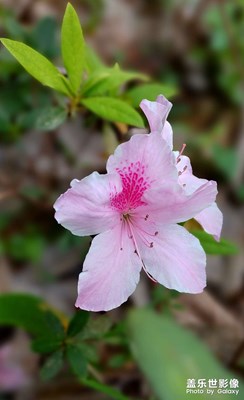 杜鹃花开