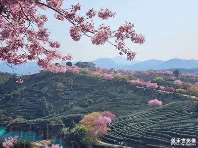 日出樱花茶园！