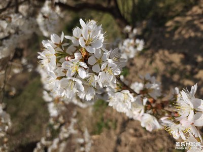 樱桃花开