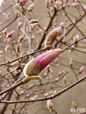 初春玉兰花