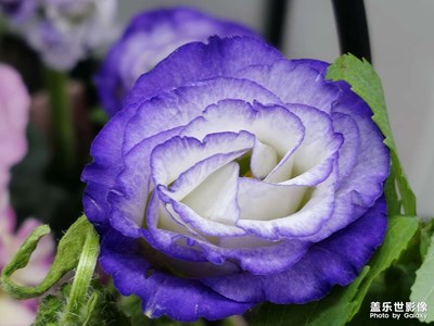花卉-s23u直出