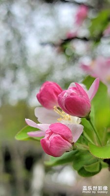 海棠报春