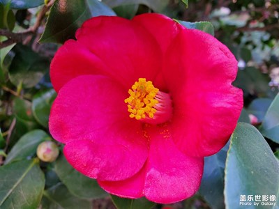 【光影记事】三月花开