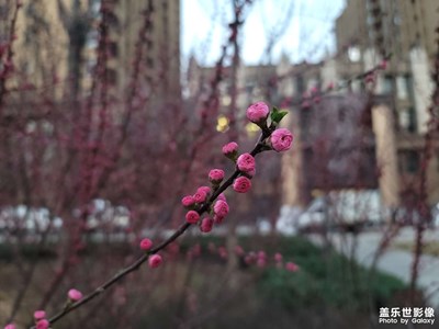 春日花开