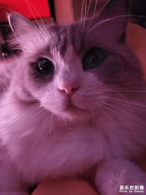 【光影记事】布偶猫——西瓜