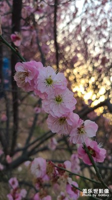 虽败犹荣