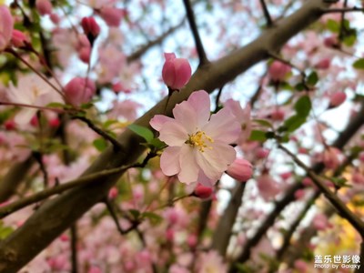 【春之序曲】+春暖花开