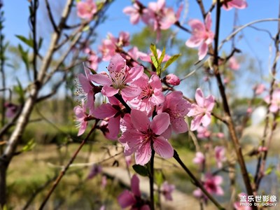 【春之序曲】+桃花盛开