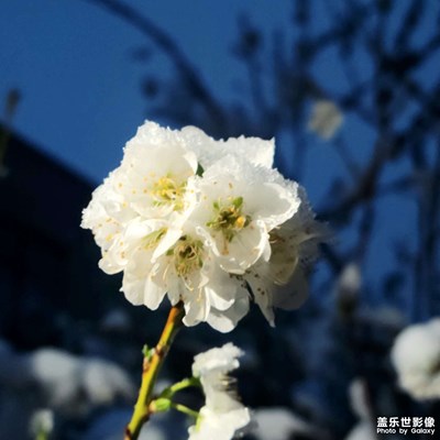【美丽夜景】花与雪的碰撞