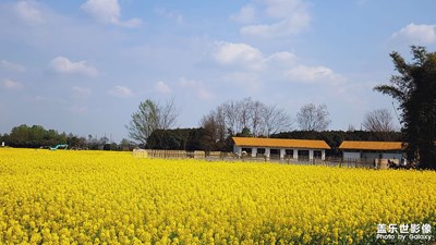 春之序曲+晓看红湿处，花重锦官城