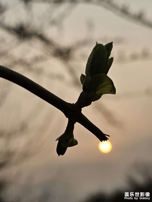 【春之序曲】+早春与夕阳