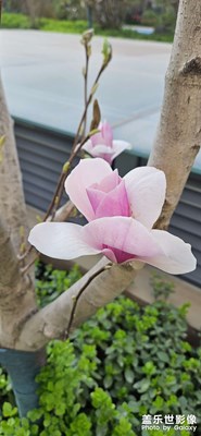 记录春日之美