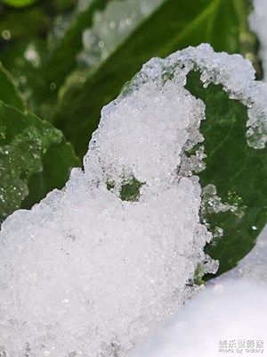 没有一片雪花是无辜的