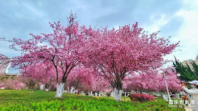 【春之序曲】+春花烂漫